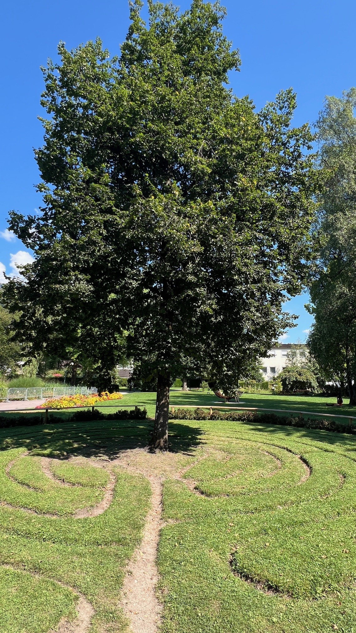 Von Michael Ende im Michael Ende Kurpark geplanzte Linde Garmisch 2024